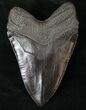 Huge Megalodon Tooth #14668-1